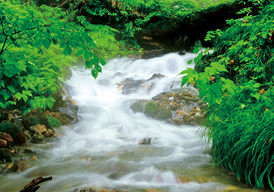 白神山地の天然水
